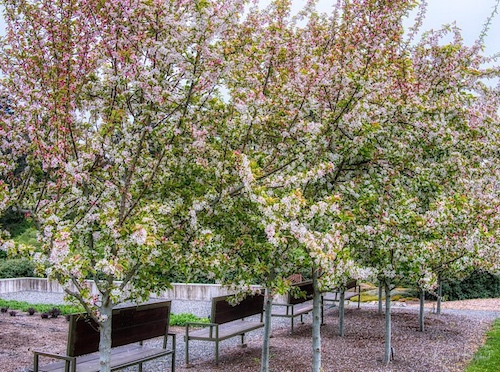 Seating Under Flowering Crabapple Trees at the Humboldt Botanical Garden