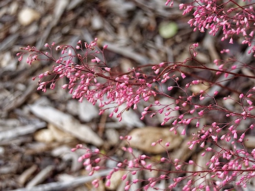 Pink Crevice Alumroot (Heuchera micrantha ‘Martha Roderick’). Humboldt Botanical Garden