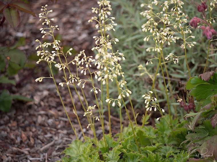 Crevice Alumroot (Heuchera micrantha). Humboldt Botanical Garden