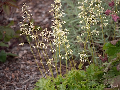 Crevice Alumroot (Heuchera micrantha). Humboldt Botanical Garden