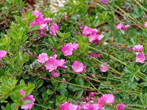 Siskiyou Checkerbloom (Sidalacea malviflora ssp patiala). Humboldt Botanical Garden