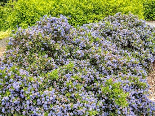 Ceanothus ‘Wheeler Canyon’ (Ceanothus papilosus var roweanus). Humboldt Botanical Garden