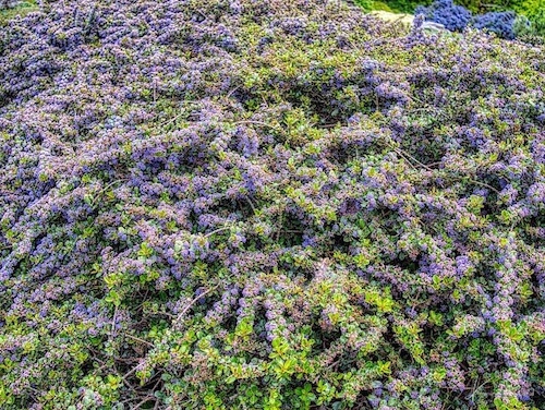 Ceanothus ‘Skylark’ (Ceanothus thyrsiflorus ‘Skylark)