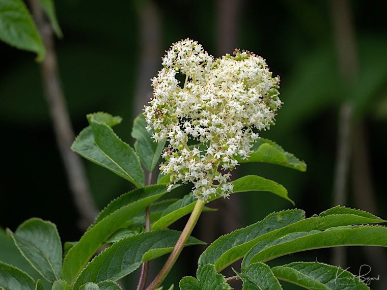 Red Elderberry (Sambucus racemosa)