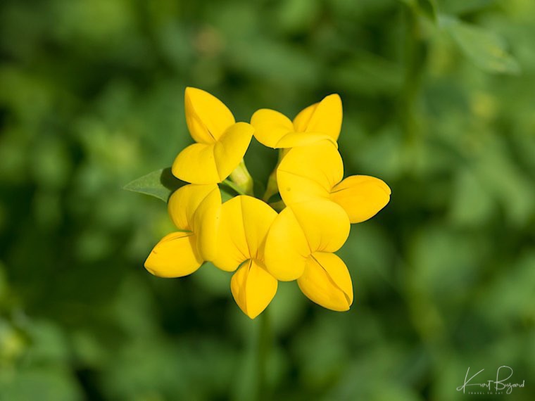 Bird’s Foot Trefoil (Lotus corniculatus)