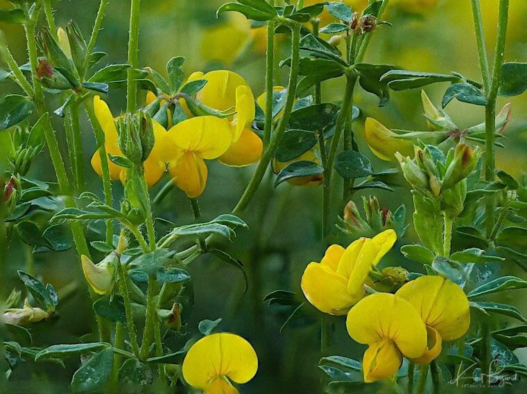 Bird’s Foot Trefoil (Lotus corniculatus)