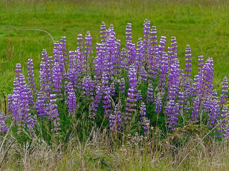 Riverbank Lupine (Lupinus rivularis)
