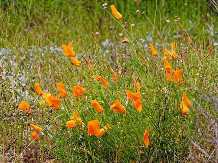 California Poppy (Eschscholzia californica ssp californica) near Arcata, California
