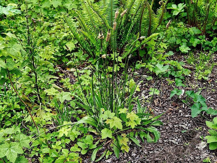 English Plantain (Plantago lanceolata)