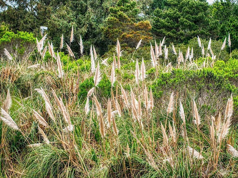 Pampas Grass (Genus Cortaderia)