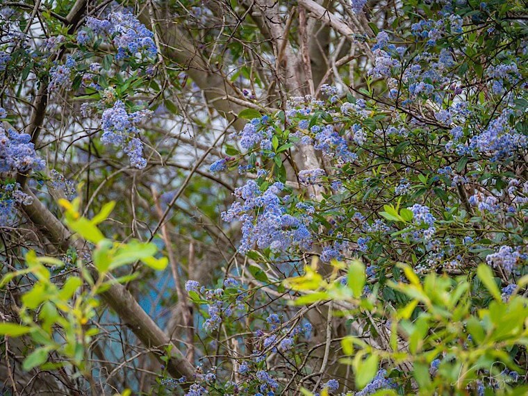 Blueblossom or California Lilac (Ceanothus thyrsiflorus)