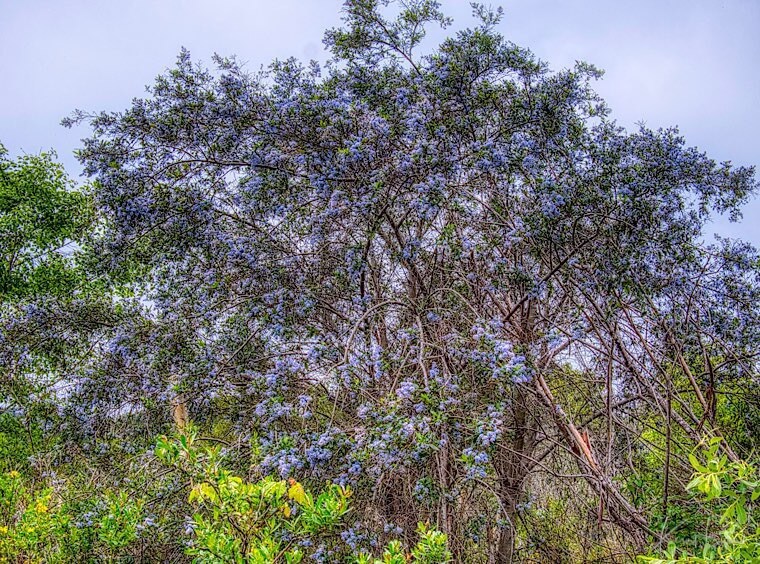 Blueblossom or California Lilac (Ceanothus thyrsiflorus)
