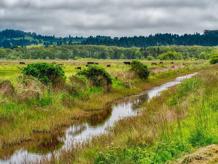Pasture near Arcata, California