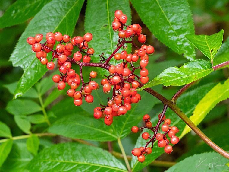 Red Elderberry (Sambucus racemosa). Juneau, Alaska
