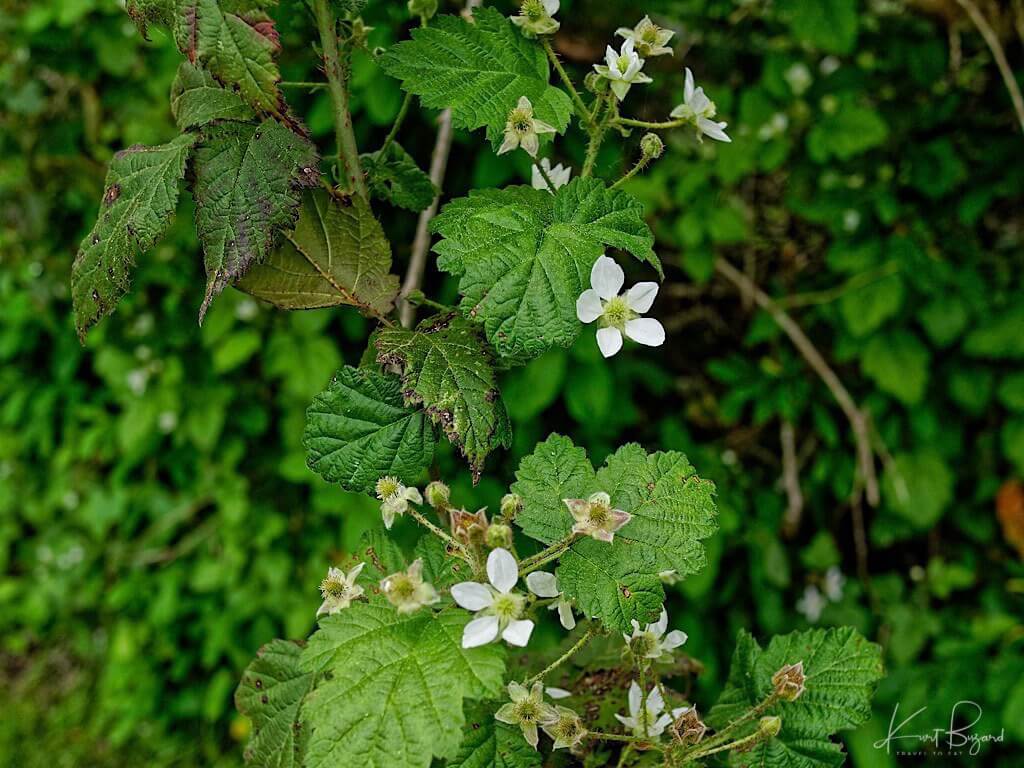 California or Pacific Blackberry (Rubus ursinus)