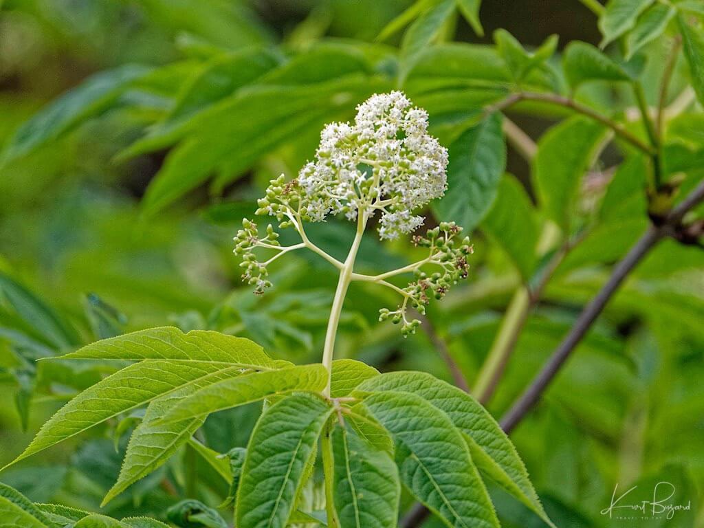 Red Elderberry (Sambucus racemosa)