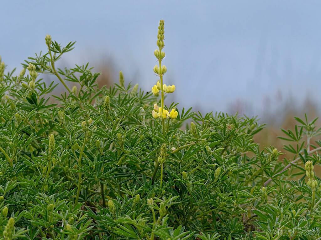 Yellow Bush Lupine (Lupinus arboreus)