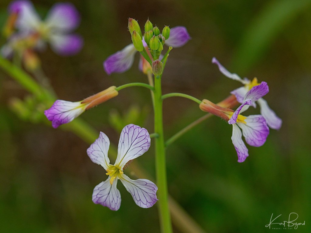 Wild Radish (Raphanus raphanistrum)