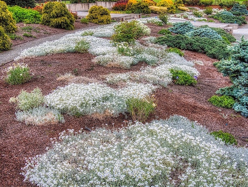 Snow in Summer (Cerastium tomentosum). Humboldt Botanical Garden