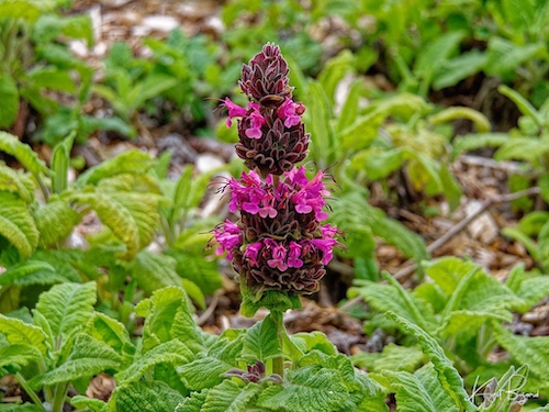 California Hummingbird Sage (Salvia spathacea). Humboldt Botanical Garden