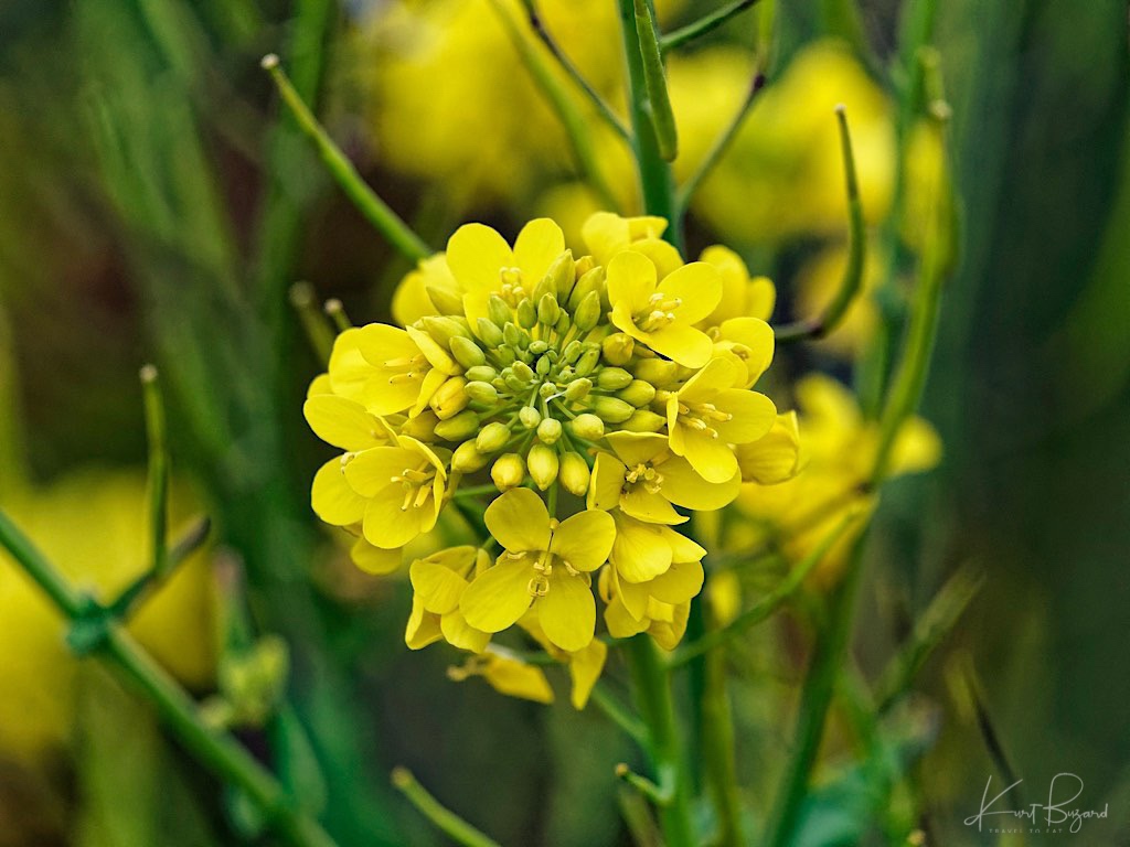 Wild Mustard or Charlock (Sinapis arvensis)