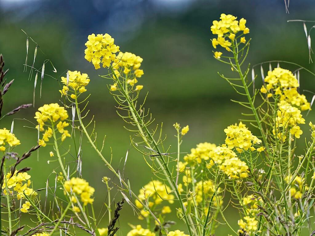 Wild Mustard or Charlock (Sinapis arvensis)