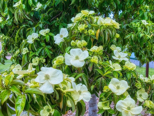 Mountain Moon Himalayan Dogwood (Cornus capitata). Humboldt Botanical Garden