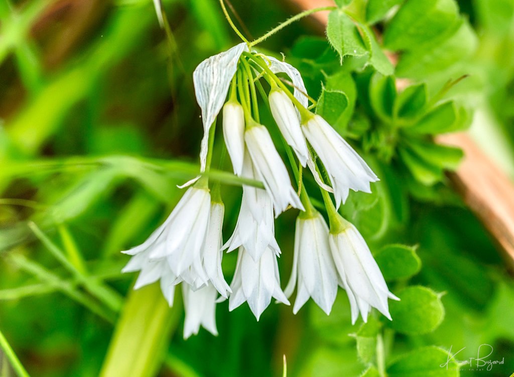 Wild Garlic or Three-Cornered Leek (Allium triquetrum)