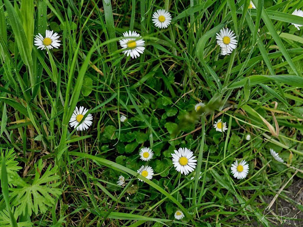 Lawn Daisy or English Daisy (Bellis perennis)
