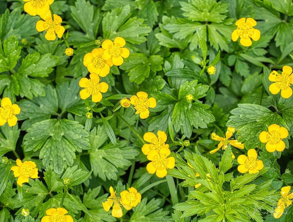 Creeping Buttercup (Ranunculus repens)