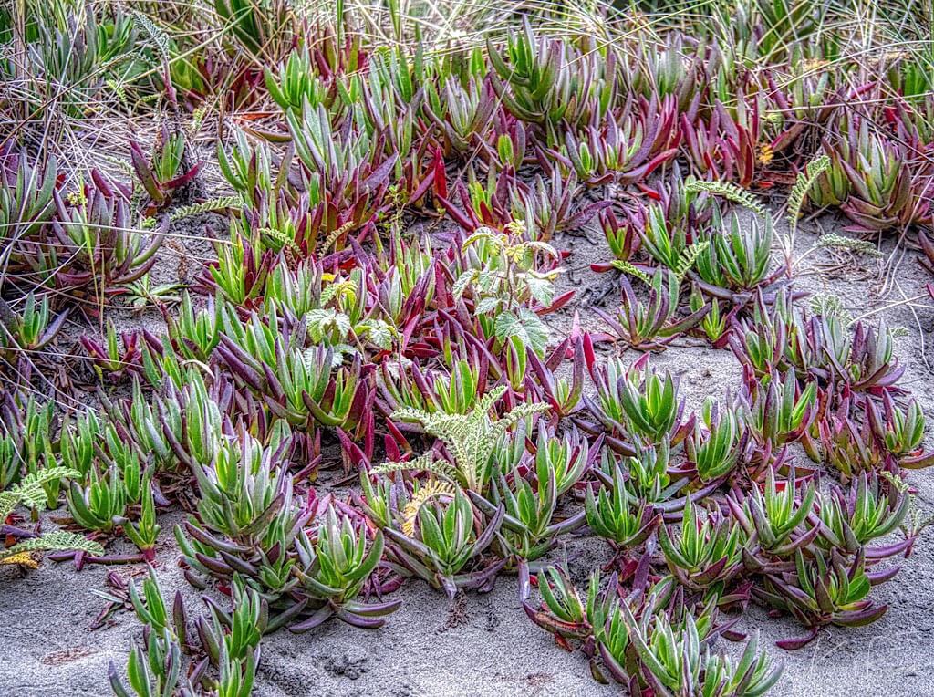 Hottentot Fig or Ice Plant (Carpobrotus edulis)