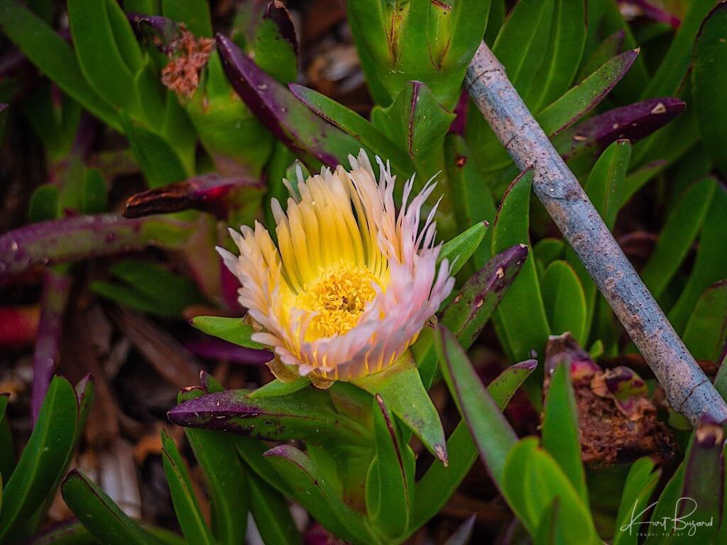 Hottentot Fig or Ice Plant (Carpobrotus edulis)