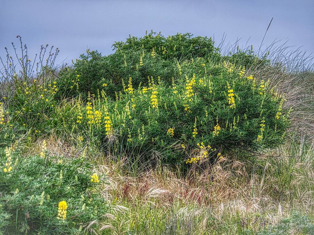 Yellow Bush Lupine (Lupinus arboreus)
