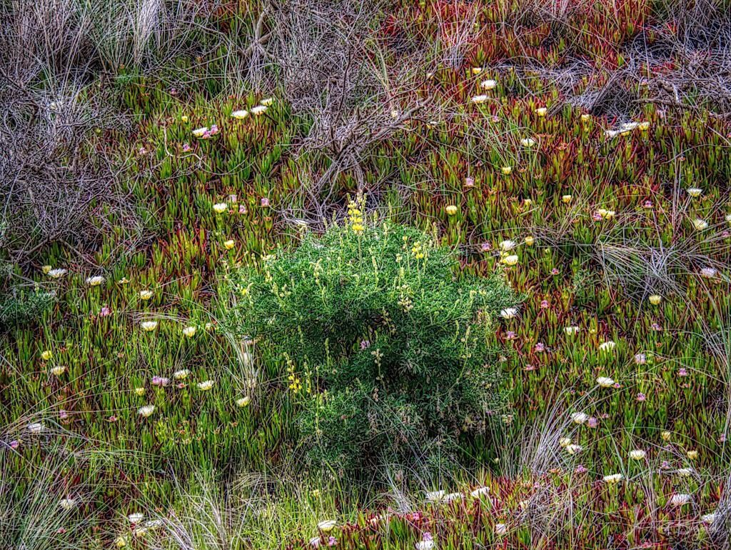 Yellow Bush Lupine (Lupinus arboreus) and Hottentot Fig or Ice Plant (Carpobrotus edulis)