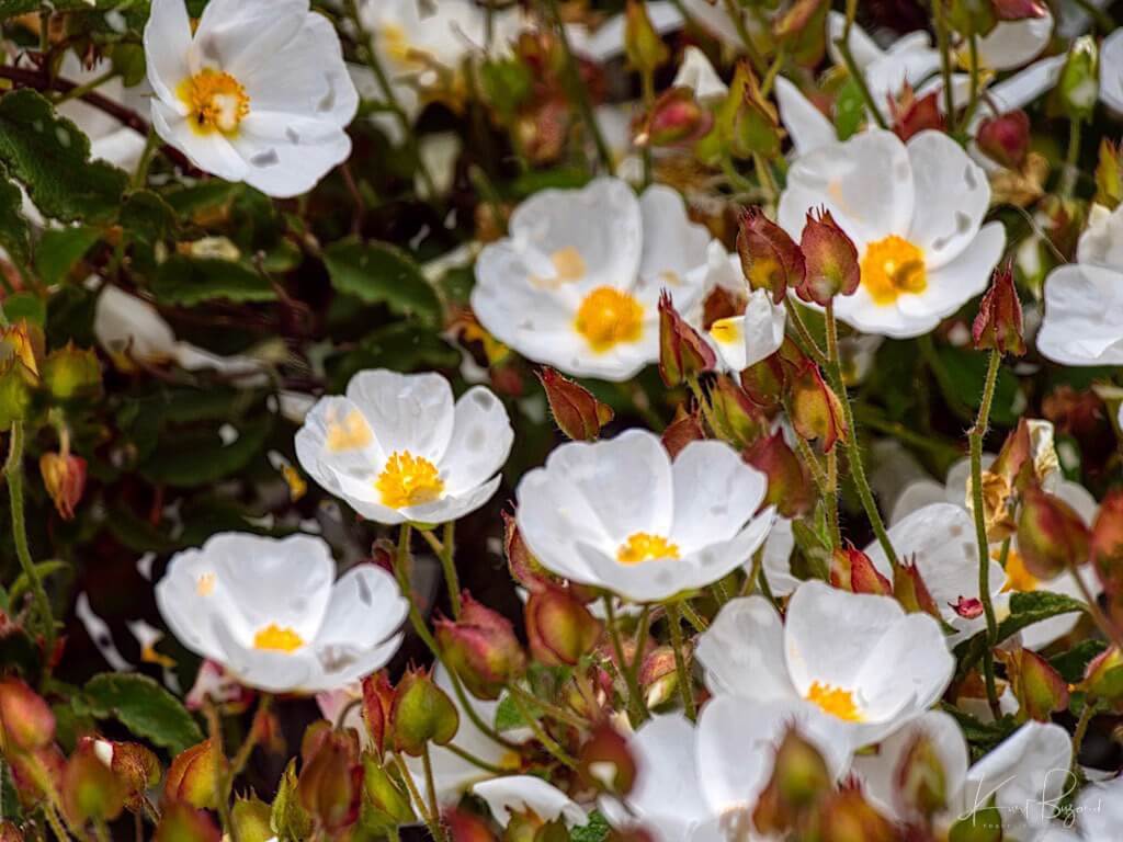 Rock Rose, Salvia cistus, Sage Leaf Rock Rose (Cistus salviifolius)