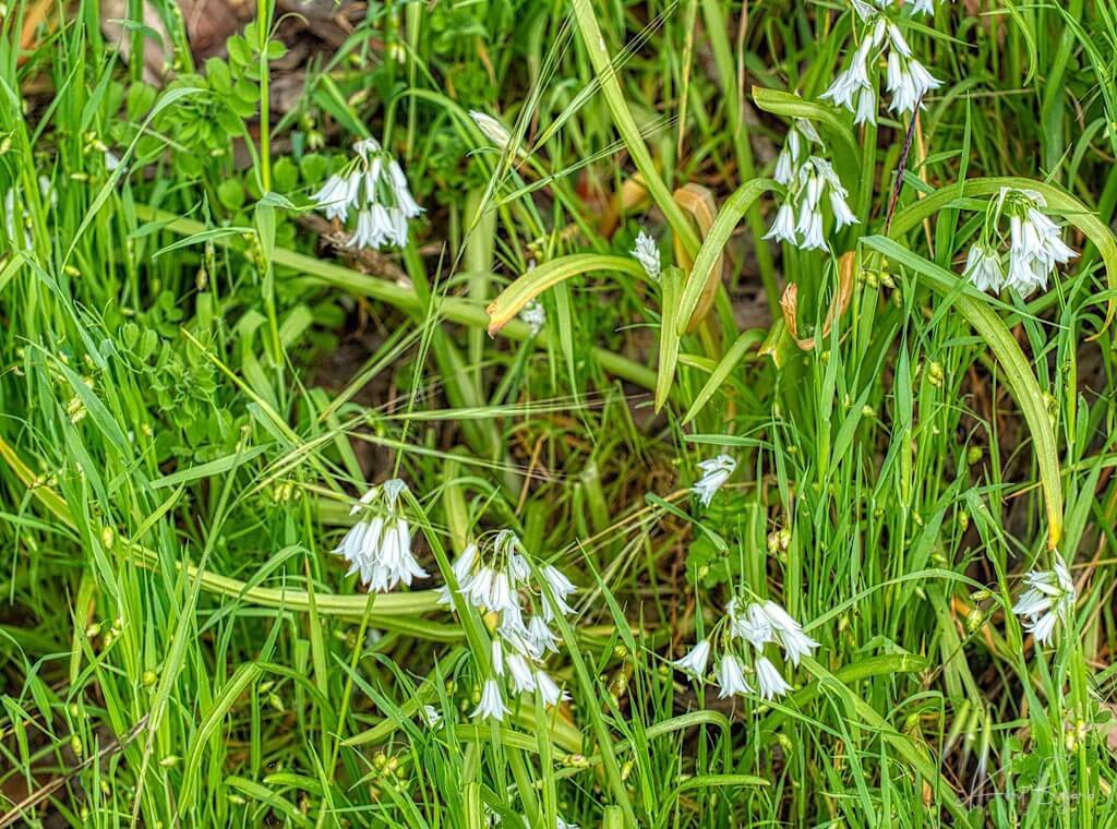 Wild Garlic or Three-Cornered Leek (Allium triquetrum)