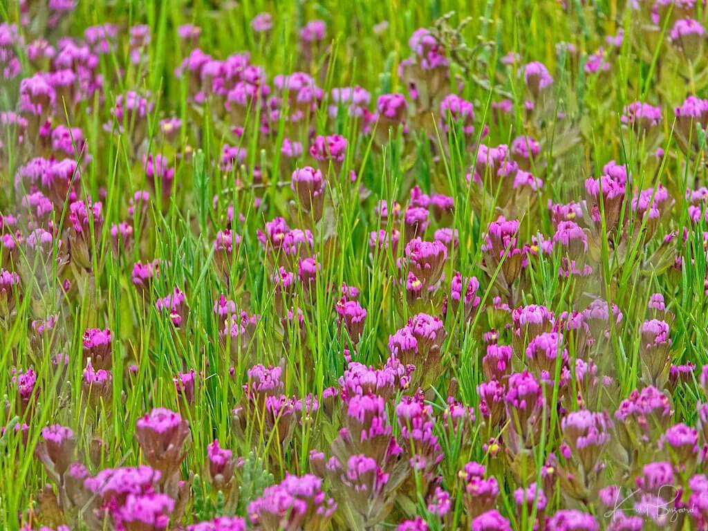 Humboldt Bay Owl’s-Clover (Castilleja ambigua var. humboldtiensis)