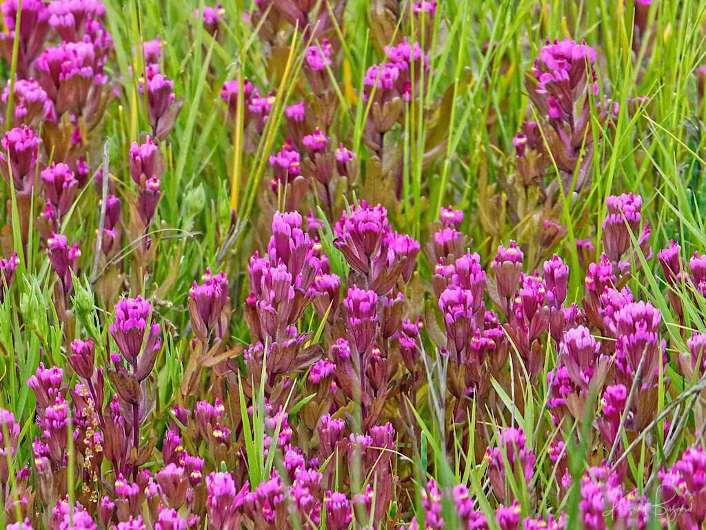 Humboldt Bay Owl’s-Clover (Castilleja ambigua var. humboldtiensis)