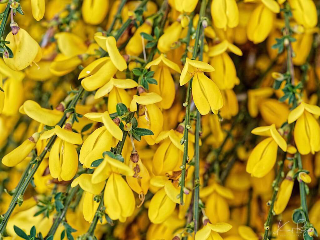 European or Scotch Broom (Cytisus scoparius)