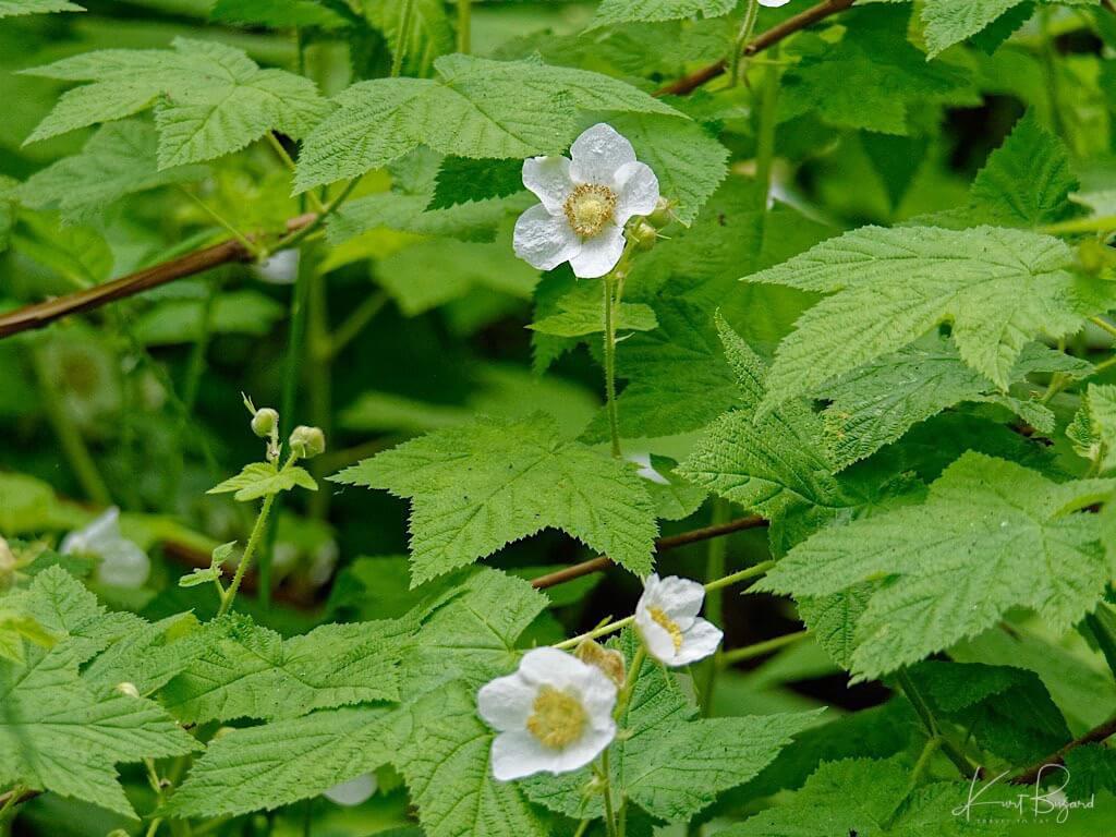 Thimbleberry (Rubus parviflorus)