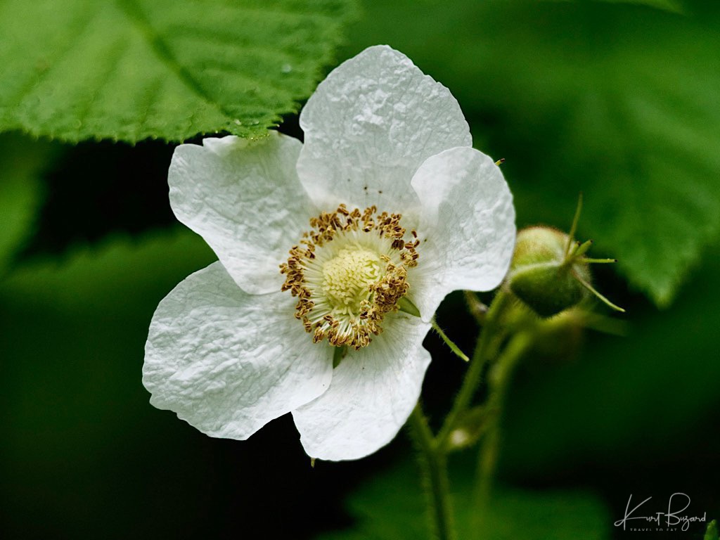 Thimbleberry (Rubus parviflorus)