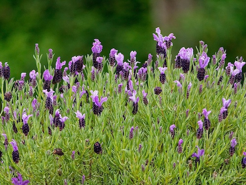 French Lavender, Spanish Lavender, Butterfly Lavender (Lavandula stoechas)