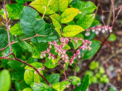 Salal (Gaultheria shallon). Humboldt Botanical Garden. Humboldt Botanical Garden