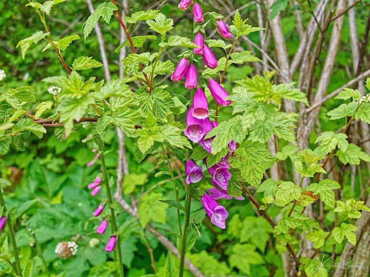Foxglove (Digitalis purpurea). Humboldt Botanical Garden