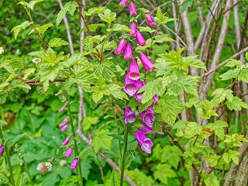 Foxglove (Digitalis purpurea). Humboldt Botanical Garden