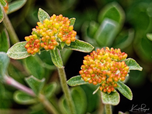 Sulphur Buckwheat (Eriogonum umbellatum). Humboldt Botanical Garden