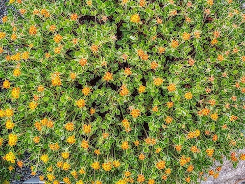 Sulphur Buckwheat (Eriogonum umbellatum). Humboldt Botanical Garden