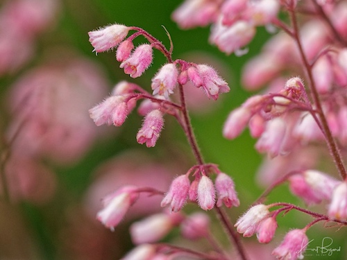 Pink Crevice Alumroot (Heuchera micrantha ‘Martha Roderick’). Humboldt Botanical Garden