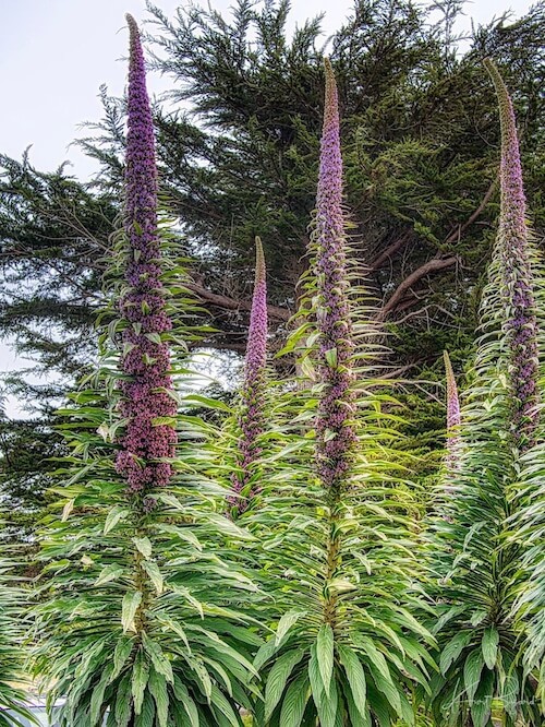 Tree Echium, Pine Echium or Giant Viper’s-Bugloss (Echium pininana)