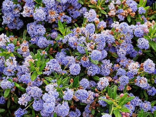 Ceanothus ‘Wheeler Canyon’ (Ceanothus papilosus var roweanus). Humboldt Botanical Garden